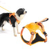 Explosion-Proof Dog Collar Harness with Retractable Leash - Safe and Adjustable - Minihomy