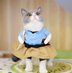 Pet Dog Cat Transformed Clothes Upright Clothes - Minihomy