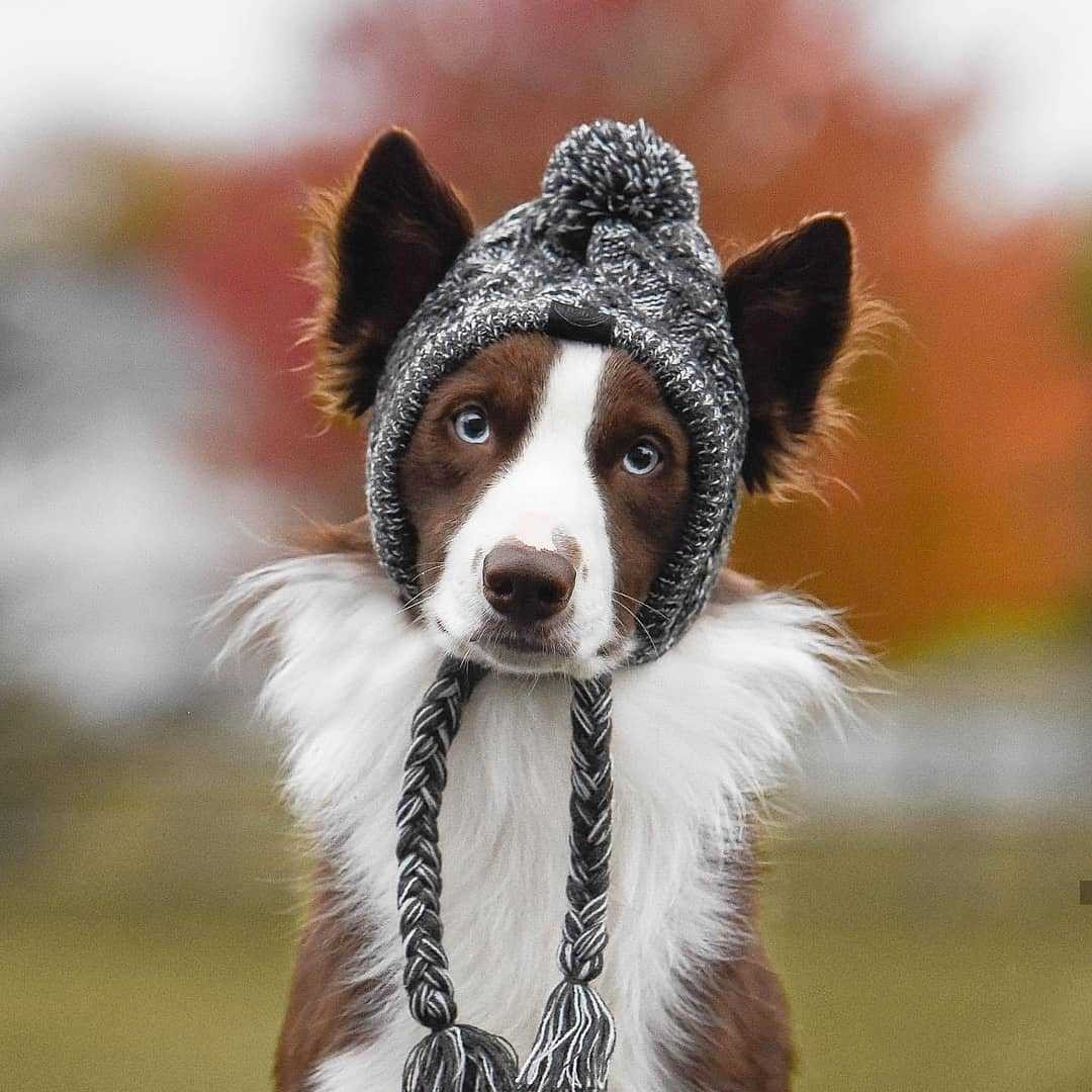 Winter Fashion Dog Hat Windproof Fluffy Knitted Polar Pom Hat