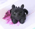 Obsidian Flying Dragon Hand-Carved and Polished Ornaments - Minihomy