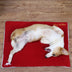 Pet Mat Super Soft Dog Mat For Christmas - Minihomy