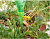 Plant Watering Automatic Dripping Water Spikes Taper Drip Irrigation System - Minihomy