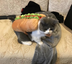 Pet Dog and Cat Costume, Cute Hot Dog Sandwich Costume, Funny Hot Dog Clothes, Cat Costume