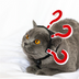 Pet Cat Funny Village Girl Braids Cat Question Mark Face Upside Down Braid Headgear - Minihomy