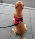 Saddle Dog Breast Strap - Minihomy